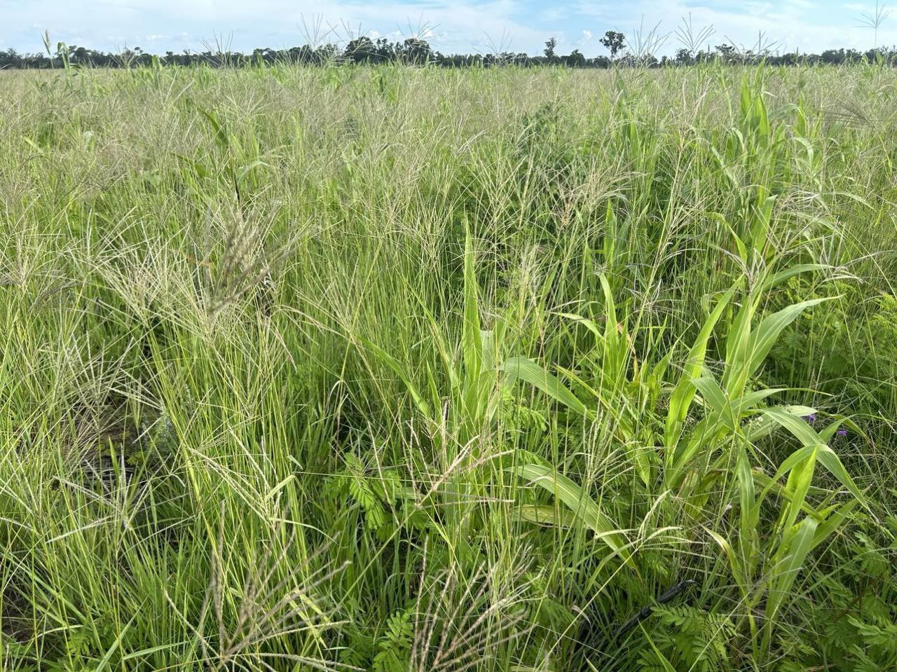 Multi-species brigalow